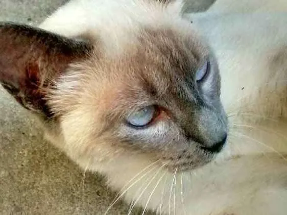 Gato ra a SRD idade 2 a 6 meses nome Princesa