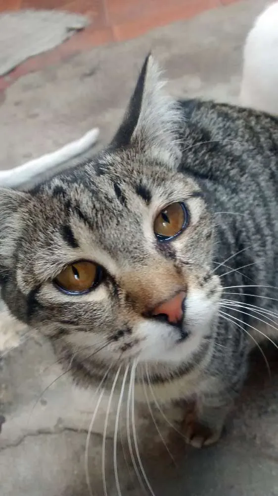 Gato ra a SRD idade 2 a 6 meses nome Gorda