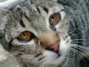 Gato raça SRD idade 2 a 6 meses nome Gorda