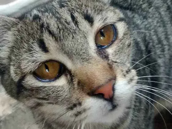 Gato ra a SRD idade 2 a 6 meses nome Gorda