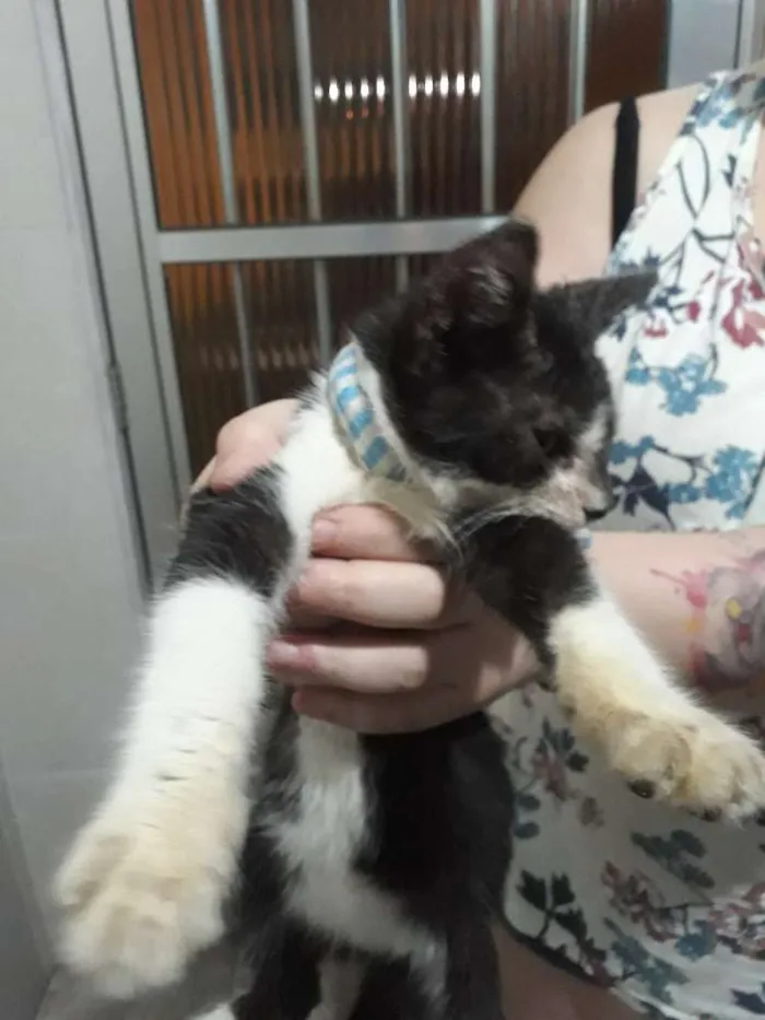 Gato ra a  idade 2 a 6 meses nome Thomas
