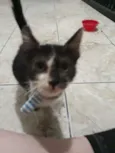 Thomas