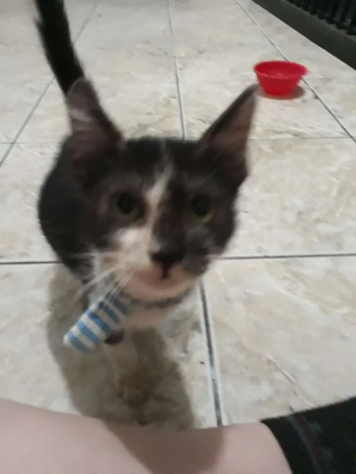 Gato ra a  idade 2 a 6 meses nome Thomas