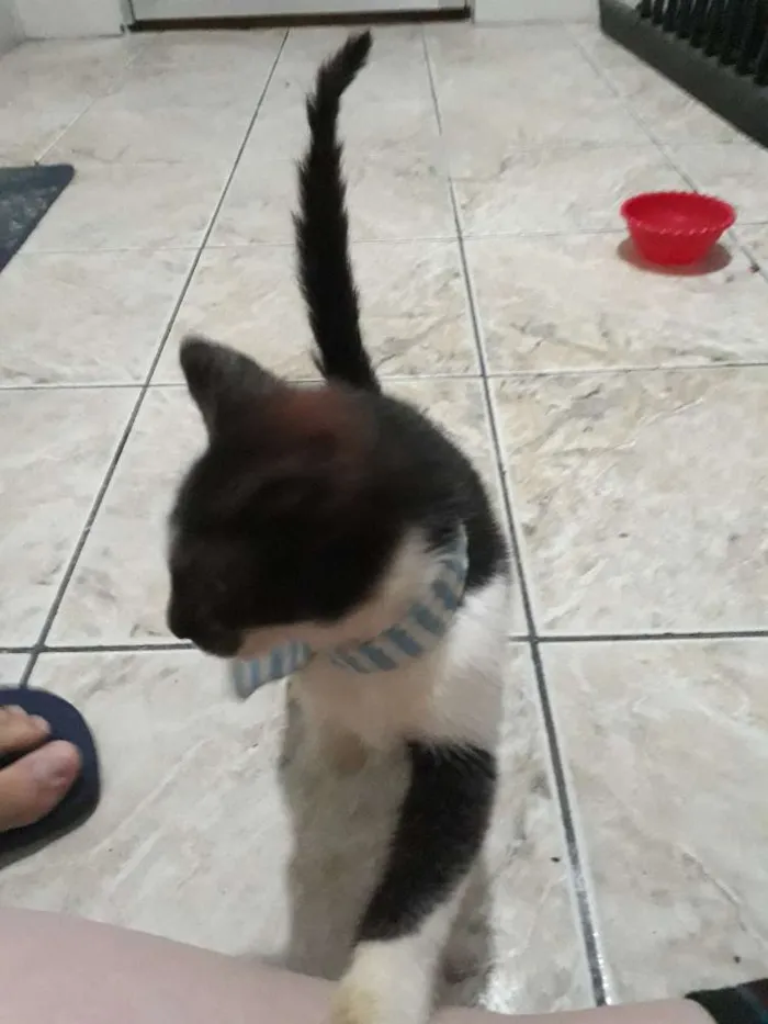 Gato ra a  idade 2 a 6 meses nome Thomas
