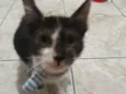 Thomas
