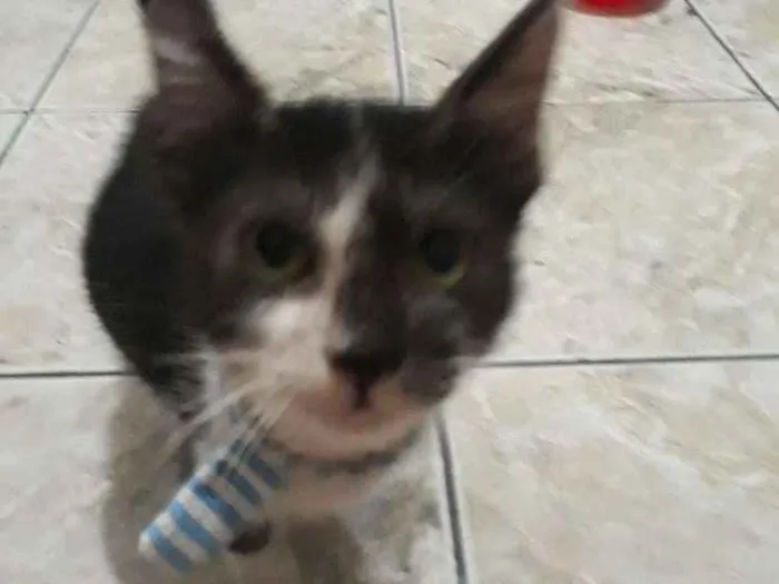 Gato ra a  idade 2 a 6 meses nome Thomas