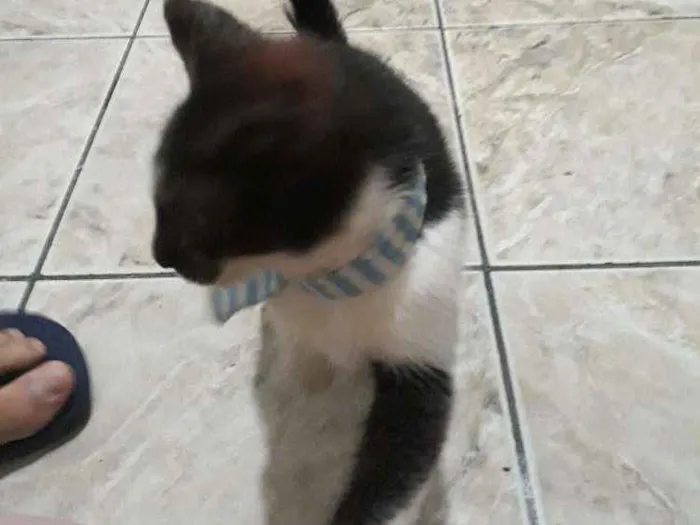 Gato ra a  idade 2 a 6 meses nome Thomas