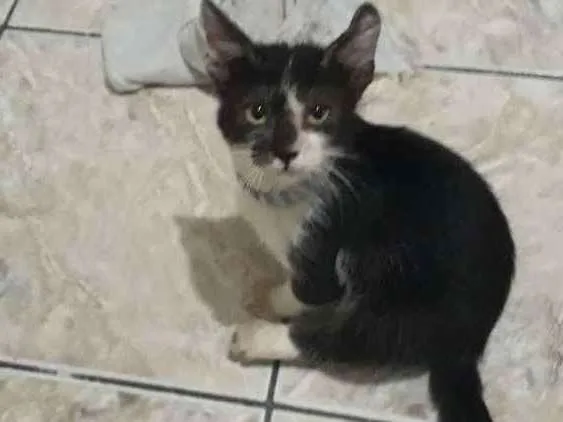 Gato ra a  idade 2 a 6 meses nome Thomas