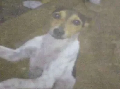 Cachorro raça Não tem idade 3 anos nome Biscoito