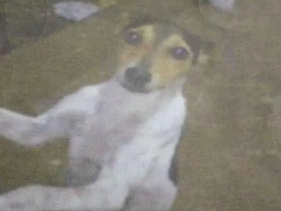 Cachorro ra a Não tem idade 3 anos nome Biscoito