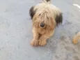 cachorro abandonado