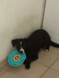 Cachorro raça SRD vira lata idade 7 a 11 meses nome Milla