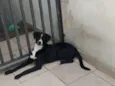 Cachorro raça SRD vira lata idade 7 a 11 meses nome Milla