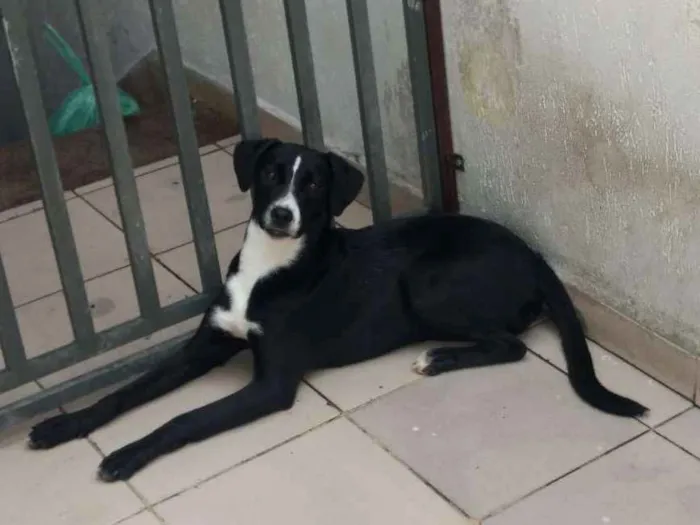 Cachorro raça SRD vira lata idade 7 a 11 meses nome Milla