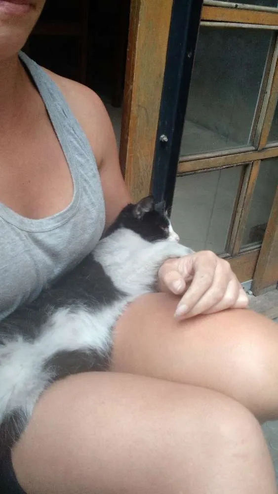 Gato ra a Srd idade 2 a 6 meses nome Sem nome