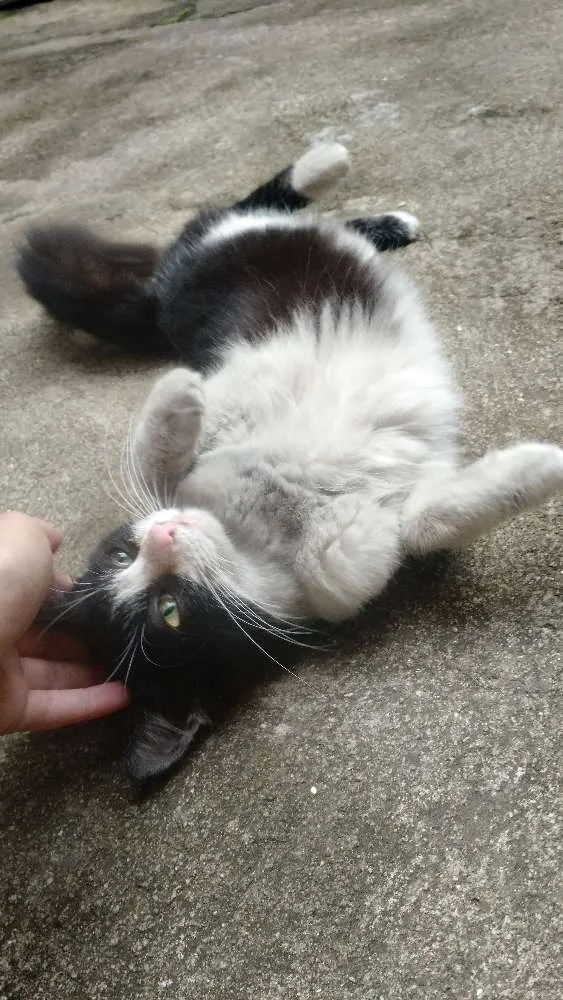 Gato ra a Srd idade 2 a 6 meses nome Sem nome