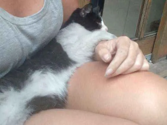 Gato ra a Srd idade 2 a 6 meses nome Sem nome