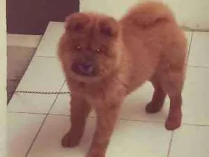 Cachorro raça Chow chow idade 2 a 6 meses nome Marley
