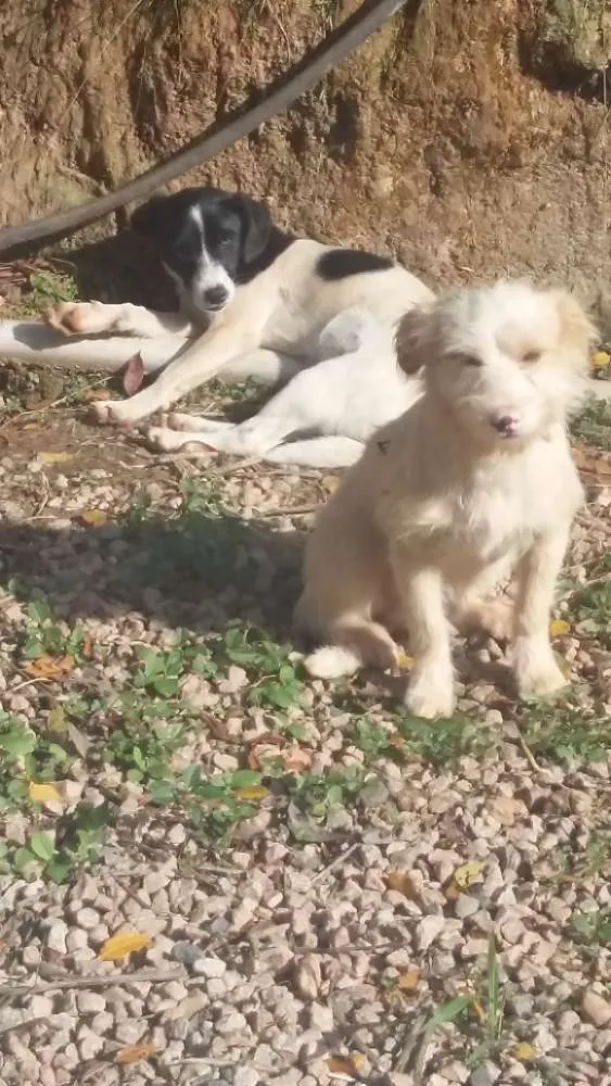 Cachorro ra a Indefinido  idade 7 a 11 meses nome Pintado e Gamba