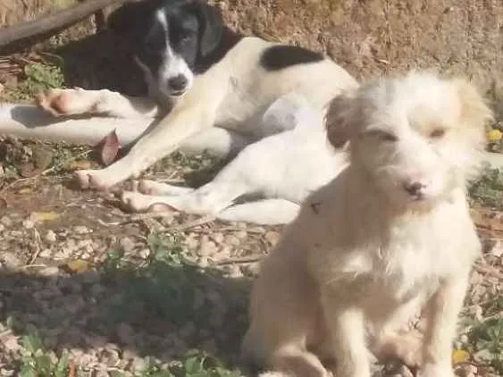 Cachorro ra a Indefinido  idade 7 a 11 meses nome Pintado e Gamba