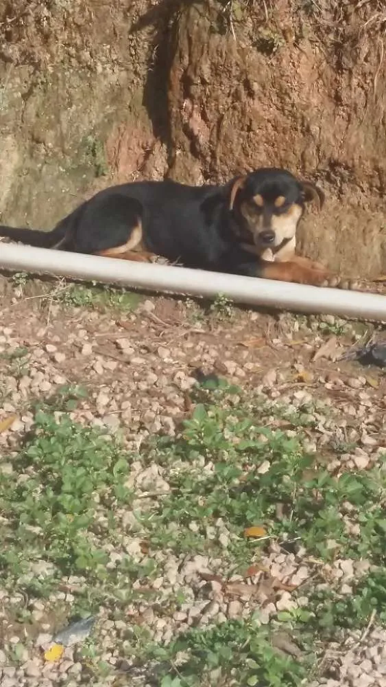 Cachorro ra a Indefinido  idade 7 a 11 meses nome Pretinho