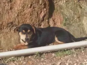 Cachorro raça Indefinido  idade 7 a 11 meses nome Pretinho