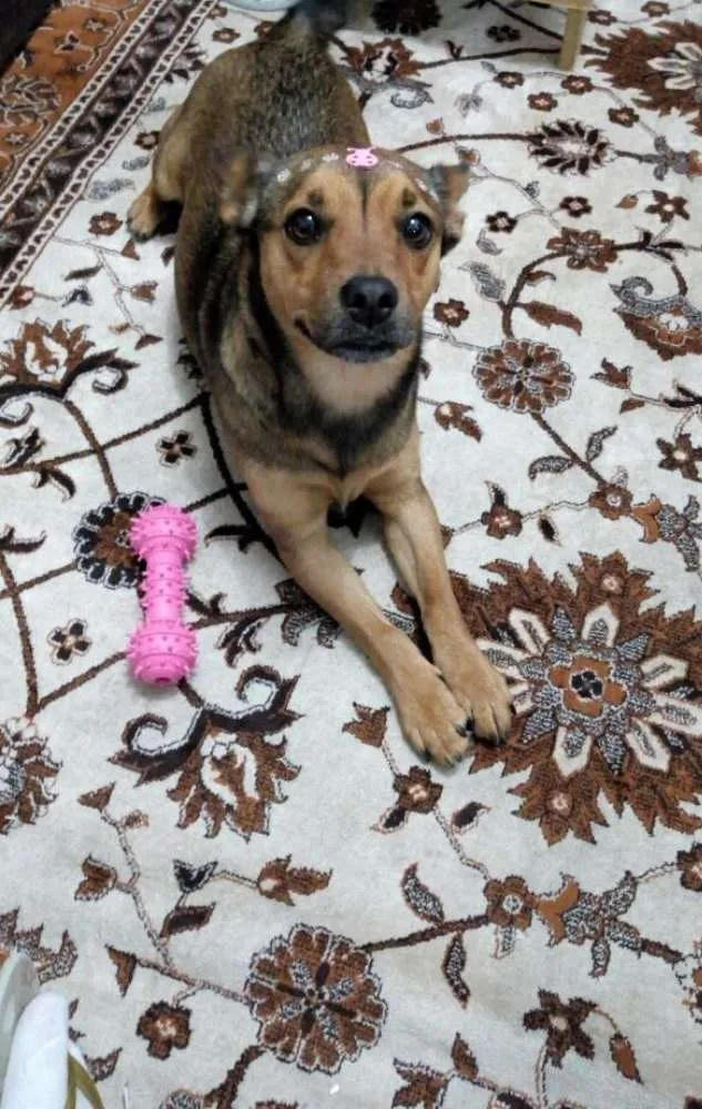 Cachorro ra a Vira lata com chow chow idade 2 anos nome Pink