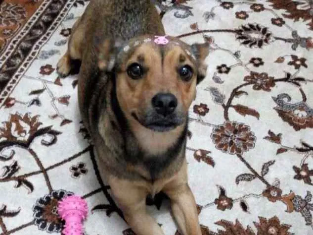 Cachorro ra a Vira lata com chow chow idade 2 anos nome Pink
