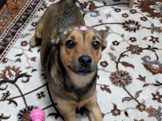 Cachorro ra a Vira lata com chow chow idade 2 anos nome Pink