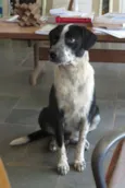 Sofie