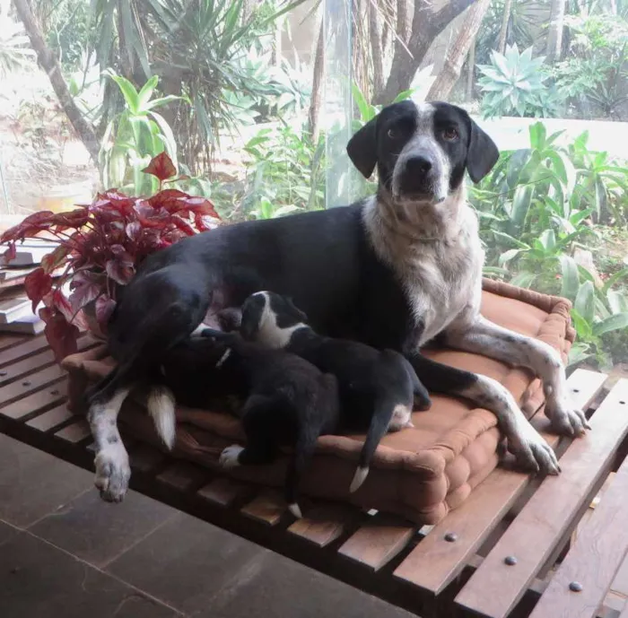 Cachorro ra a SDR idade 1 ano nome Sofie