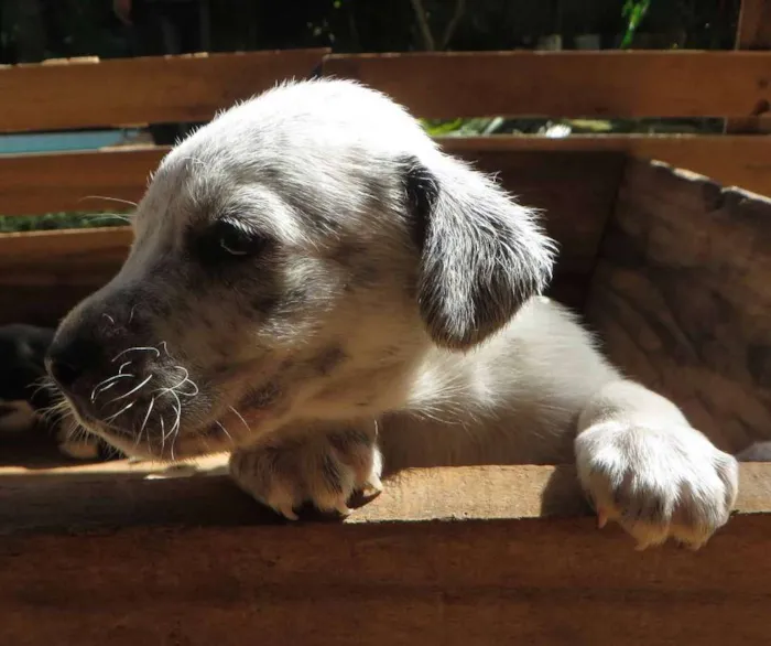 Cachorro ra a SRD idade 2 a 6 meses nome Fofão