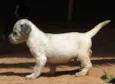 Fofão
