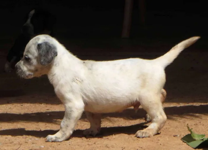Cachorro ra a SRD idade 2 a 6 meses nome Fofão