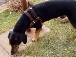 Cachorro raça  idade  nome Sem nome