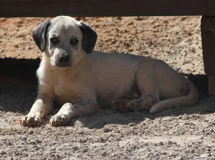 Cachorro ra a SRD idade 2 a 6 meses nome Fofão