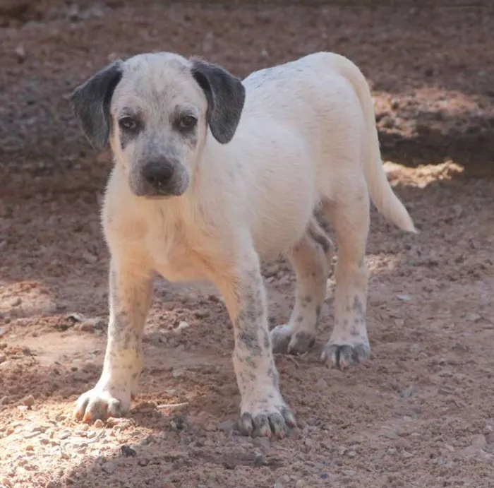 Cachorro ra a SRD idade 2 a 6 meses nome Fofão