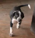 Fofinho