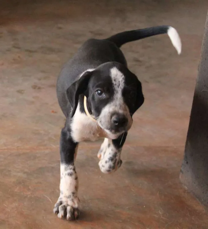Cachorro ra a SRD idade 2 a 6 meses nome Fofinho