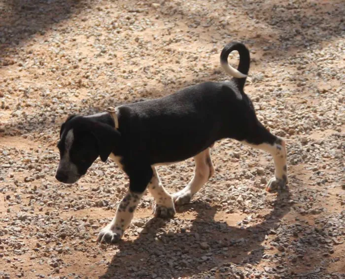 Cachorro ra a SRD idade 2 a 6 meses nome Fofinho