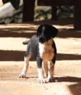 Fofinho