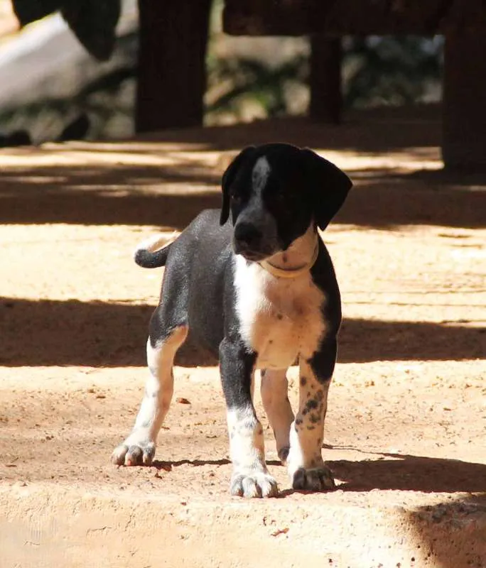 Cachorro ra a SRD idade 2 a 6 meses nome Fofinho