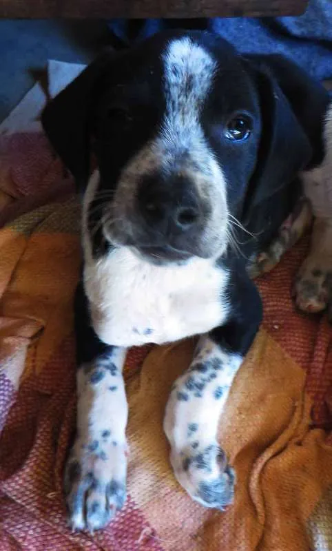 Cachorro ra a SRD idade 2 a 6 meses nome Fofinho