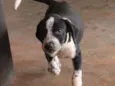 Fofinho