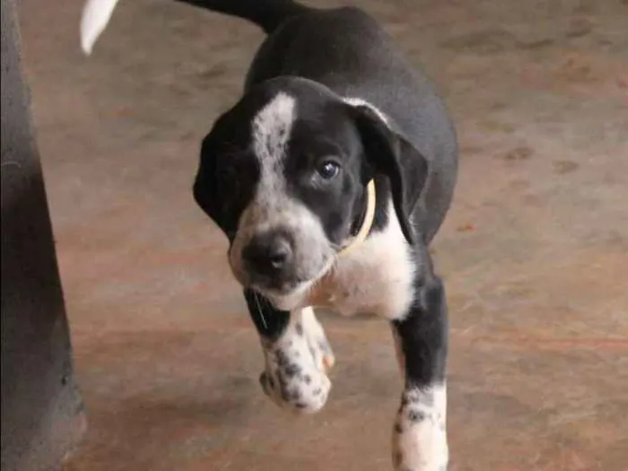 Cachorro ra a SRD idade 2 a 6 meses nome Fofinho
