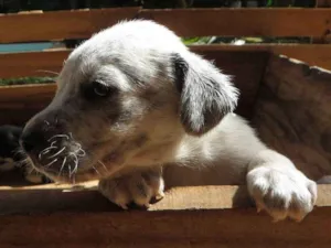 Cachorro raça SRD idade 2 a 6 meses nome Fofão