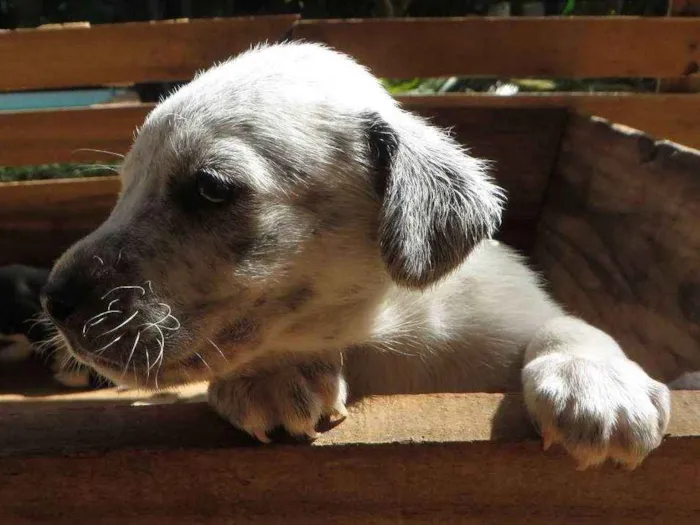 Cachorro ra a SRD idade 2 a 6 meses nome Fofão