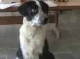 Sofie