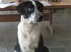 Cachorro raça SDR idade 1 ano nome Sofie