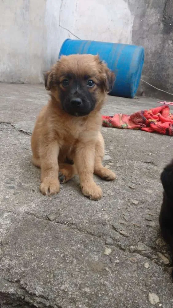 Cachorro ra a SRD  (sem raça definida)Vira l idade Abaixo de 2 meses nome Sem nome 